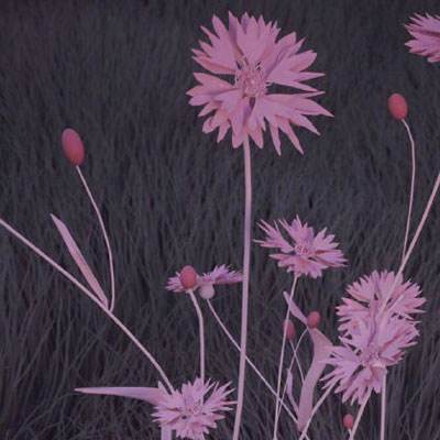 管家婆期期四肖四码中特管家手机app下载