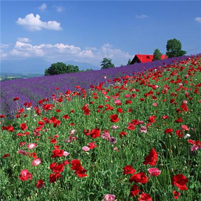 开云电竞下载手机版截图